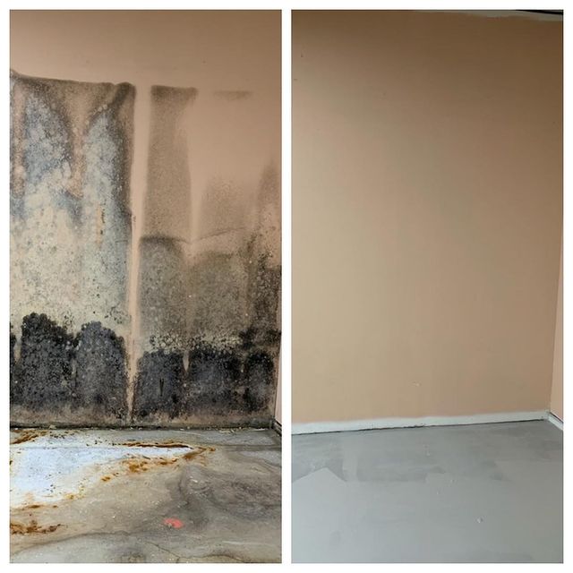 Mold remediation